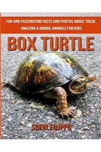 Box Turtle