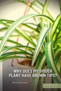 Why Does My Spider Plant Have Brown Tips?