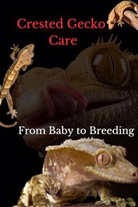 Crested Gecko Care