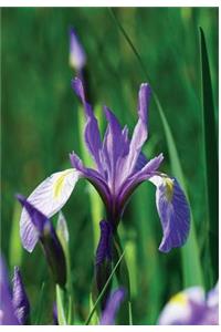 Wild Blue Iris Journal