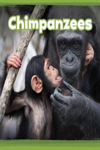 CHIMPANZEES