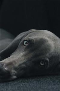 Weimaraner Dog Journal