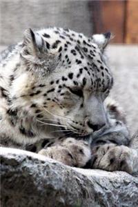 Gorgeous Snow Leopard Close-Up Portrait Big Cat Journal