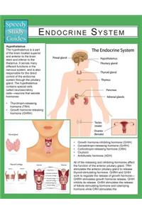 Endocrine System (Speedy Study Guide)