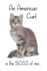 A Lilac Tabby American Curl Cat is the Boss of me...
