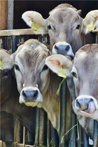 A Bunch of Cows Hanging Out Journal
