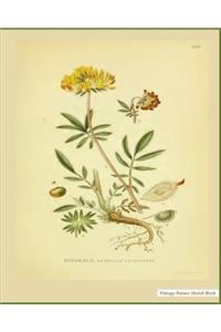 Vintage Nature Sketch Book