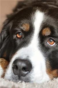 The Loving Eyes of a Bernese Mountain Dog Journal