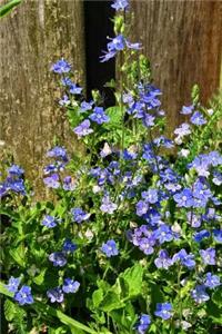 Veronica Speedwell Flowers Journal
