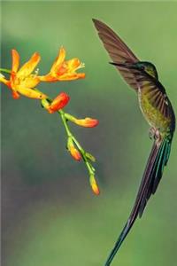 Hummingbird Notebook