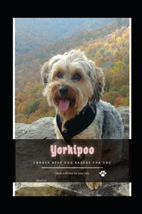 Yorkipoo