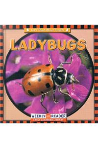 Ladybugs