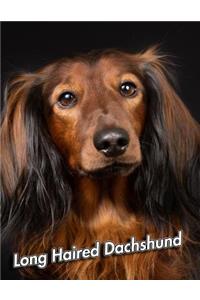 Long Haired Dachshund