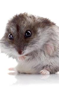 Hamster Notebook & Journal. Productivity Work Planner & Idea Notepad: Brainstorm Thoughts, Self Discovery, to Do List