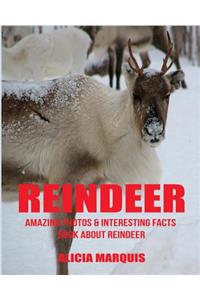 Reindeer