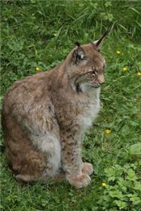 A Seated Lynx Big Cat Journal