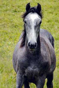 Portrait of a Magnificent Gray Shire Stallion Horse Journal