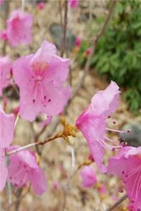 Journal Pink Flowers Spring Blooms