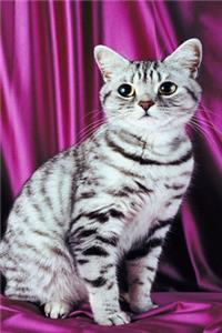 2020 Daily Planner Posing Cat Photo 388 Pages