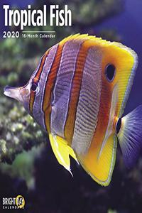 TROPICAL FISH WALL CALENDAR 2020