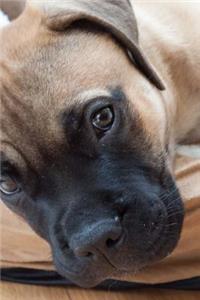 Cute Bullmastiff Puppy Dog Journal