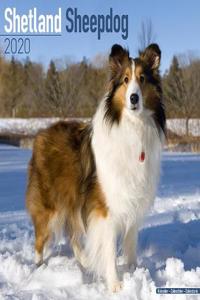 Shetland Sheepdog Calendar 2020