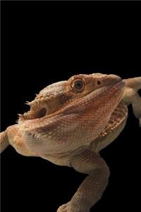 Bearded Dragon Notebook