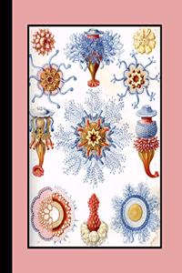 Vintage Botanical Illustration Journal: Ernst Haeckel - Siphonophorae Sealife - The Large Botanical Journal for the Marine Life, Shellfish and Sealife Lover