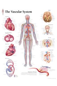 Vascular System Laminated Poster