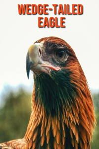 Wedge-Tailed Eagle