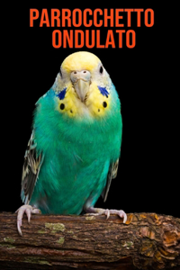 Parrocchetto ondulato