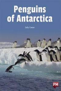 Penguins of the Antarctica