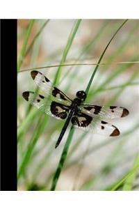 Black & White Zebra Striped Dragonfly in the Grass Wide-ruled Lined School Composition Notebook
