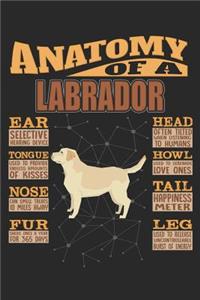 Anatomy Of A Labrador Retriever