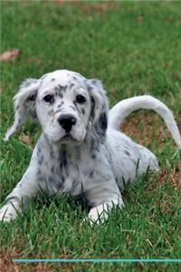 English Setter Affirmations Workbook English Setter Presents