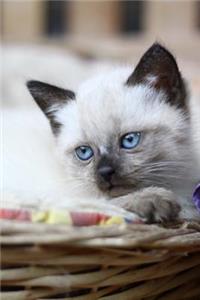 Sleepy Baby Siamese Kitten Journal