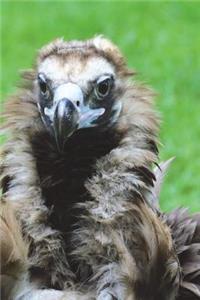 Hooded Vulture Portrait Journal