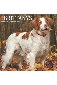 Just Brittanys 2020 Wall Calendar (Dog Breed Calendar)