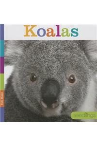 Koalas