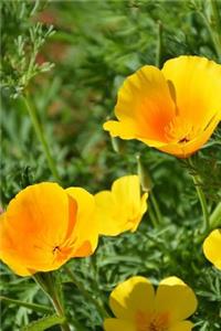 Pretty Iceland Poppy Flowers Journal