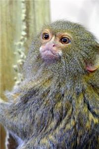 Cute Little Pygmy Marmoset Journal