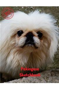 Pekingese Sketchbook