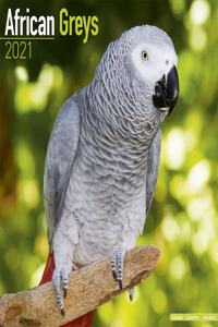 African Greys 2021 Wall Calendar