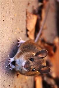 Cute Little Wood Mouse Journal