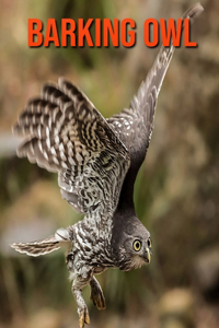 Barking Owl