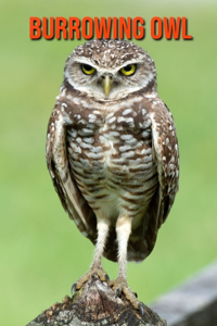 Burrowing Owl