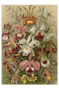 Ernst Haeckel: Orchids Notecard