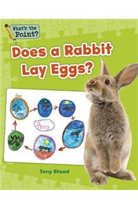 Does a Rabbit Lay Eggs?