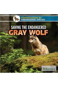 Saving the Endangered Gray Wolf