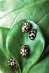 Insect Journal Beetles On Green Leaf Entomology